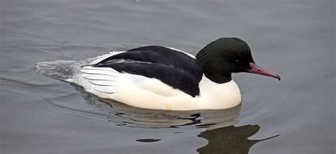 Common Merganser | Sea Duck Joint Venture