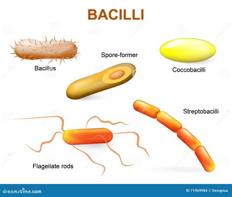 Types of bacteria. bacilli stock vector. Illustration of human - 71969984