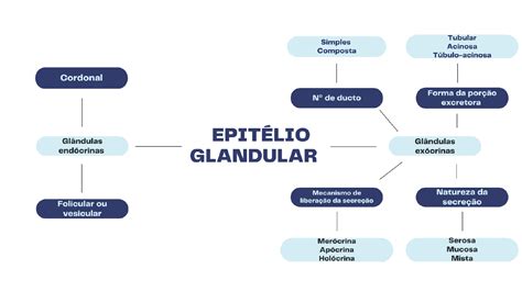 Mapa Mental Tejido Glandular