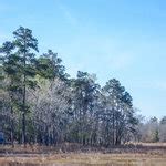 Little Pee Dee State Park Reviews - Campendium