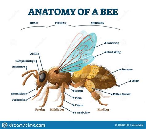 Bumble Bee Anatomy Diagram