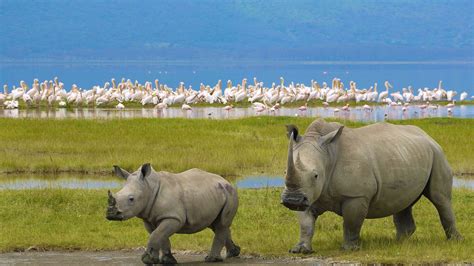 Lake Nakuru National Park | Kenya Tour Destinations