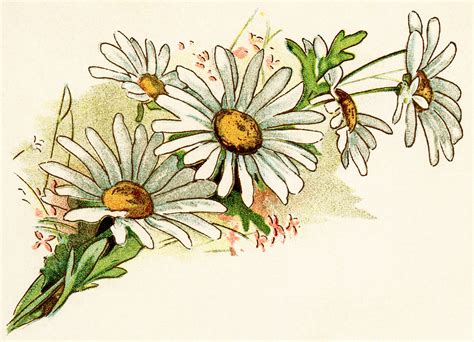 51 Free Daisy Clip Art - Cliparting.com