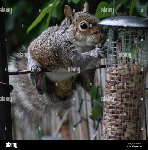 Squirrel Eating Peanuts Stock Photo - Alamy