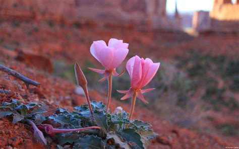 Desert Flowers Wallpapers - Top Free Desert Flowers Backgrounds - WallpaperAccess