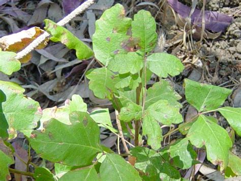 How to Identify Poison Ivy, Oak & Sumac From The Emergency Tree Removal ...