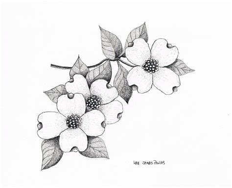 Dogwood Tree Sketch at PaintingValley.com | Explore collection of ...