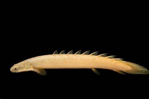 Best Partnerships: Dinosaur Bichir Tank Mates🦖🐟 | Fish Lab