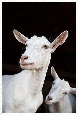 1000+ images about Saanen goat on Pinterest | Triplets, Dairy and Farms