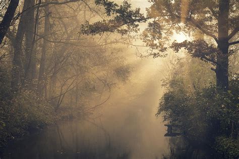 Photo Of Forest During Dawn · Free Stock Photo