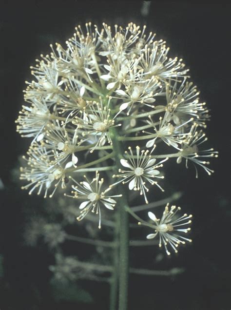 Actaea rubra (red baneberry): Go Botany