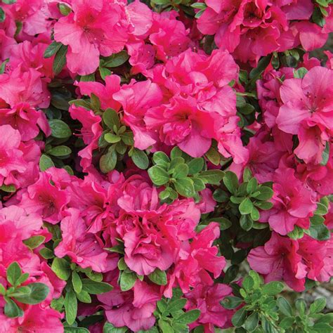 Bloom-A-Thon Hot Pink Azalea | Spring Meadow - wholesale liners - Spring Meadow Nursery