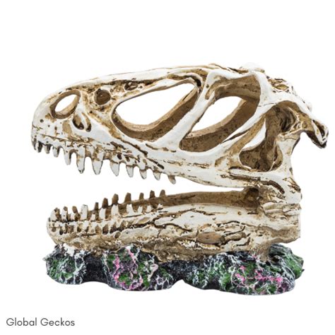 PR Allosaurus Skull - DPS050 | GlobalGeckos.co.uk