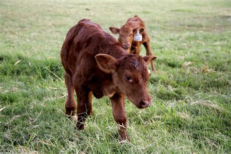 Red angus calves - AgriLife Today