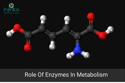 Describe the Role of Enzymes in Metabolism