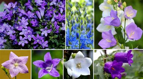 Campanula Flowers: Varieties, and Caring For Campanula Bellflower Plants