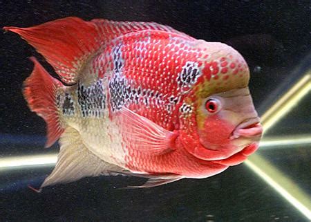 raj flowerhorn fishes: flowerhorn