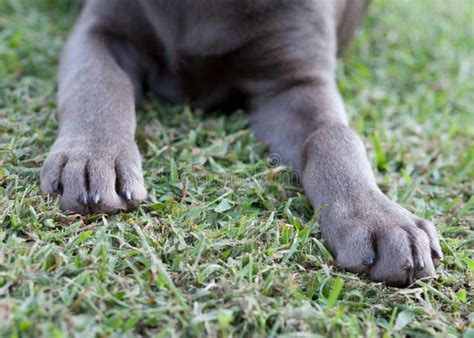 Silver Lab Paws stock image. Image of puppy, nails, friend - 29633723