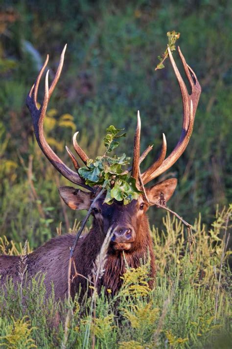 wbir.com | Elk management in East TN: State seeks public comment