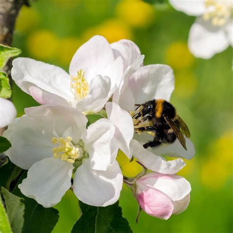 Do Apple Trees Attract Bees