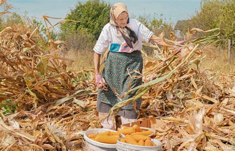 Harvesting Corn By Hand, Just Like in Olden Days