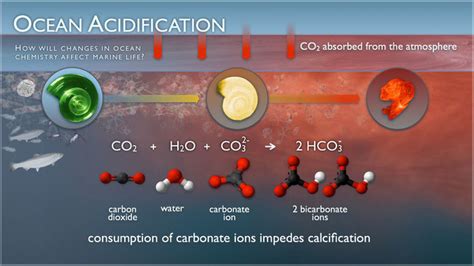 Ocean Acidification Chemical Equilibrium - STEM Marin