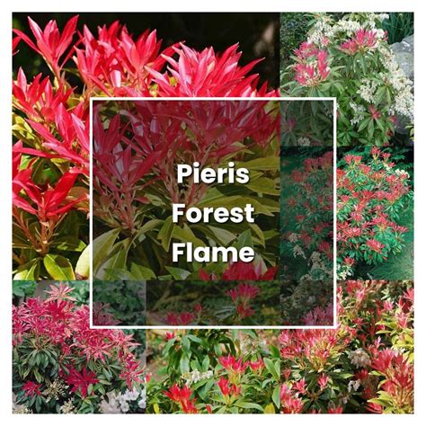 How to Grow Pieris Forest Flame - Plant Care & Tips | NorwichGardener