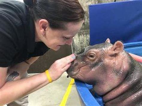 Fair Fiona - Baby Fiona the Hippo: Cincinnati Zoo pictures - Pictures ...