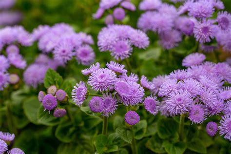 Floss flower: location, care & winter hardiness - Plantura