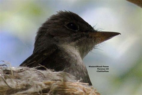 Nesting Wood-Pewee - Birds and Blooms