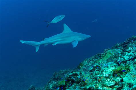 Sandbar Shark | NOAA Fisheries