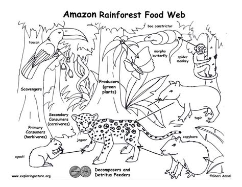 Animal food chains in the amazon rainforest information | Kurtik