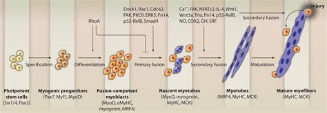 Signaling Mechanisms in Mammalian Myoblast Fusion | Science Signaling