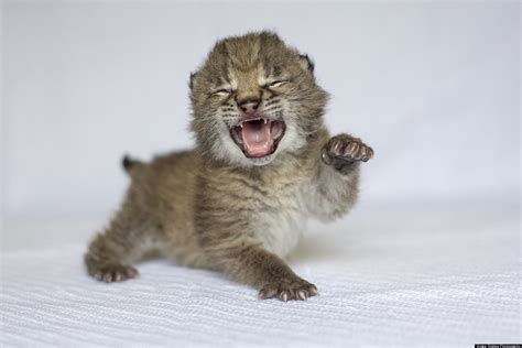 Eurasian Lynx Cub Born At Nashville Zoo (PHOTOS) | HuffPost