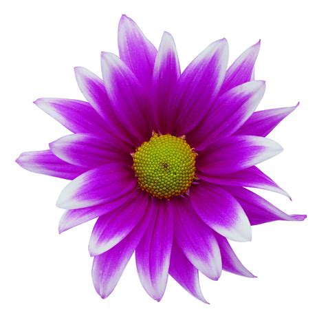 misc flower png