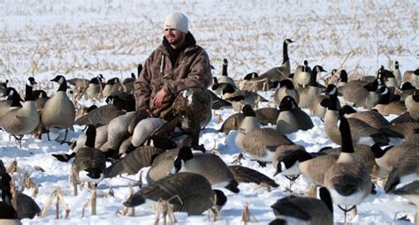 Canada Goose Hunting - Mid-America Hunting Association