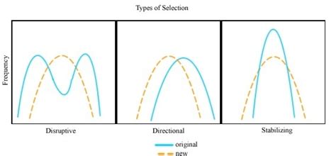 What do the stabilizing, disruptive, and directional selection graphs look like and why do they ...