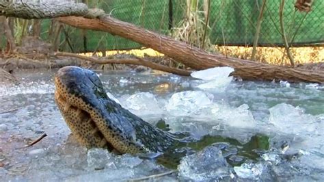 See 'Frozen' Alligators Breathing Through Ice to Survive