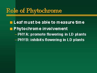 Role of Phytochrome