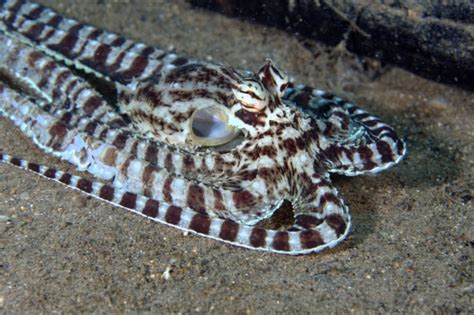 Mimic Octopus | Brilliant Behavior - Our Breathing Planet