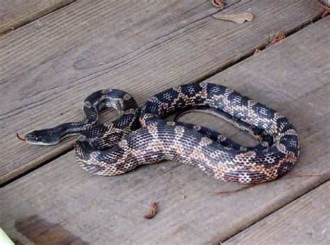 Texas rat snake, most common snake in TX. Non poisonous but will bit the tar out of you ...