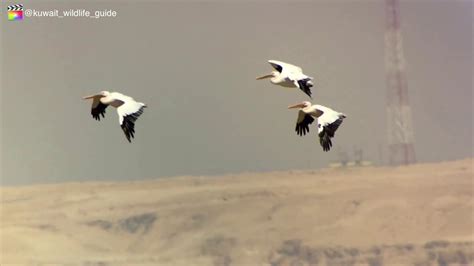 kuwait birds-Great white pelican -بجعة بيضاء كبيرة -طيورالكويت - YouTube