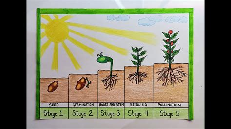 Printable Seed Germination Chart - prntbl.concejomunicipaldechinu.gov.co