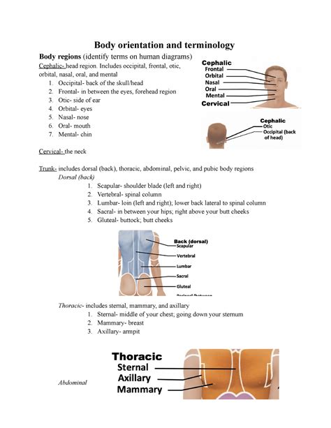 Anatomy And Physiology Lab Worksheets | Anatomy Worksheets