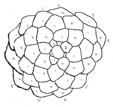 Handout 2: Fibonacci-by-Numbers Pinecone 2 | Miracles | Faith ...