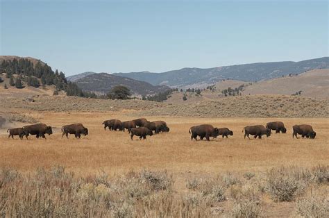 Buffalo Herd Photograph by Rpbirdman