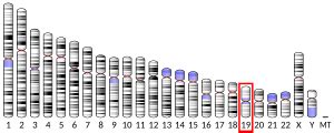 OR7C2 - Wikipedia