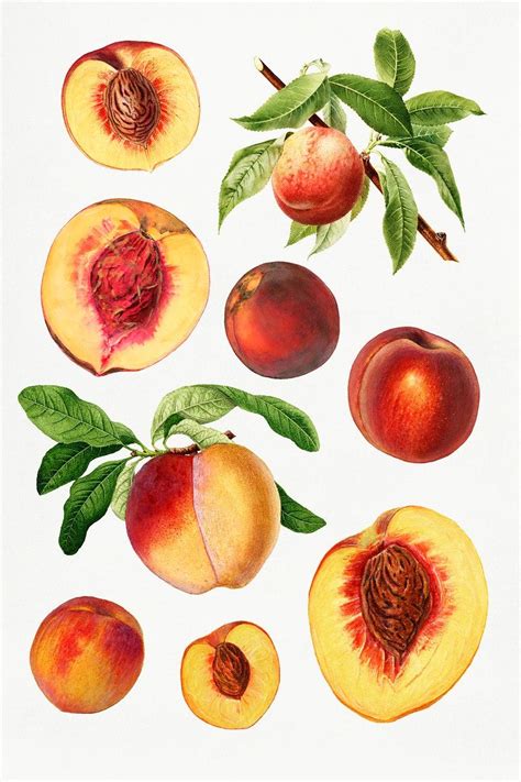 Fruit Illustration, Botanical Illustration, Botanical Art, Fruit Sketch, Seed Art, Fruits ...