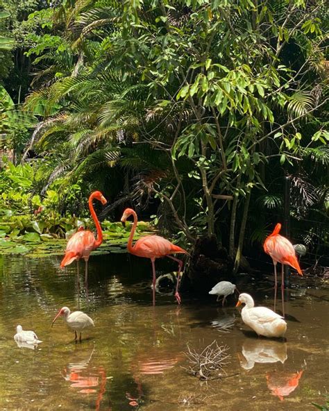 American Flamingo – Bonita Wonder Gardens