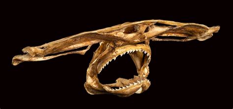 HAMMERHEAD SHARKS SKULL Hammerhead sharks ... - Bertolami Fine Art